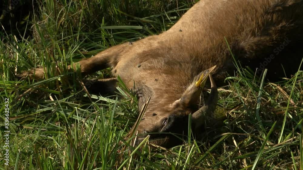 Closeup of dead brown goat lying in grass, flies crawling around Closeup of dead brown goat lying in grass, flies crawling around