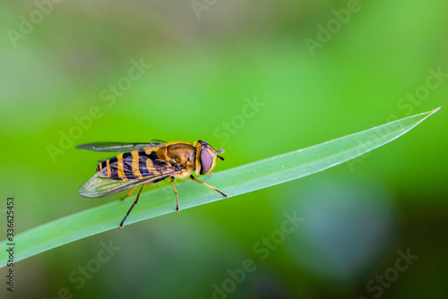 Beautiful fly syrphus torvus sits on green leaf photo