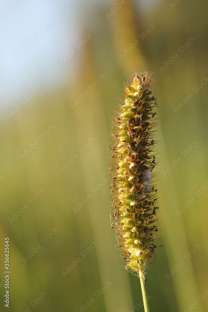 Grass (close-up)