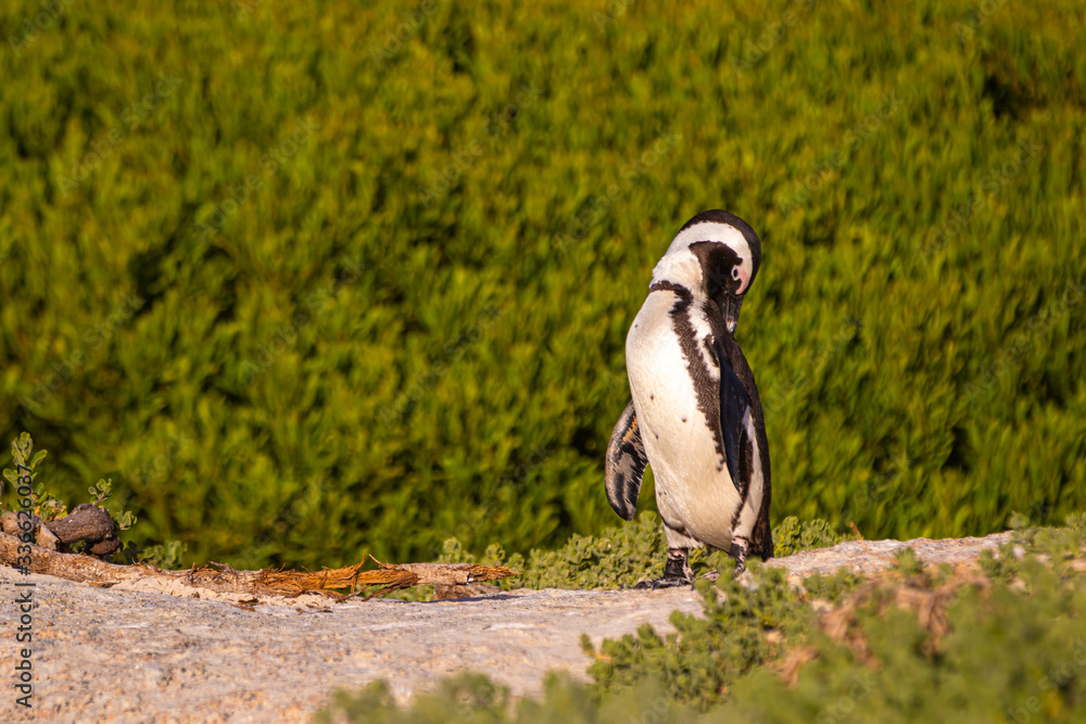 Fototapeta premium Brillenpinguin Kolonie in Südafrika, Brillenpinguine am Boulder Beach