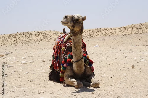 Fototapeta samoprzylepna 
Camel in the desert of Egypt