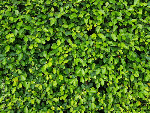 Wallpaper Mural Natural green leaf wall. The abstract background of natural green leaves. Torontodigital.ca