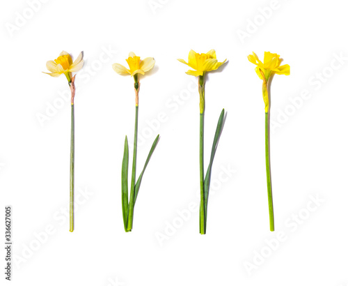 Set of Yellow Daffodils. Narcissus flowers isolated on white background