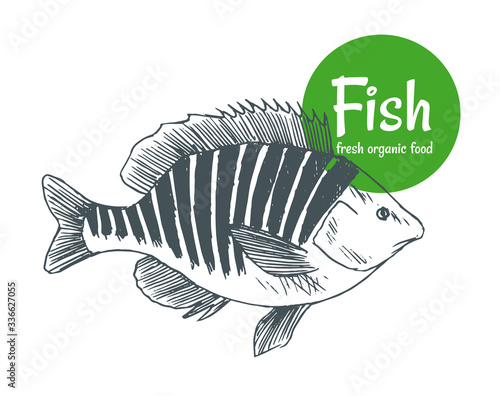 Hand drawn vector fish. Fish and seafood products store poster. Sea food fishery and ocean fishing catch. Can use as restaurant fish menu or fishing club banner