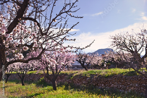 Alcalali, Valencia, Spain: 02.02.2020; The  tender of pink flowers of almond trees photo