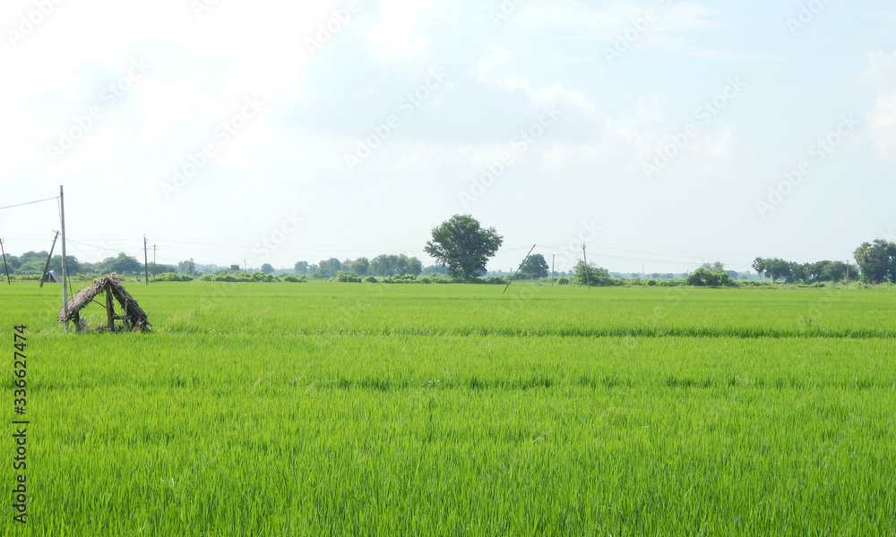 Ricefield landscape with gazebo and bright clouds Ricefield landscape with gazebo and bright clouds