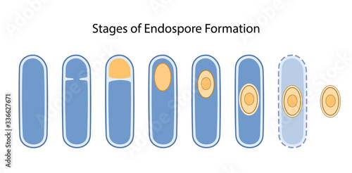 Stages of endospore formation: cell division, engulfment of pre-spore, formation cortex, coat, maturation of spore, cell lysis. Vector illustration in flat style isolated on white background