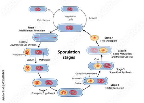 Sporulation. Stages of endospore formation with description steps: cell division, engulfment of pre-spore, formation cortex, coat, maturation of spore, cell lysis. Vector illustration in flat style