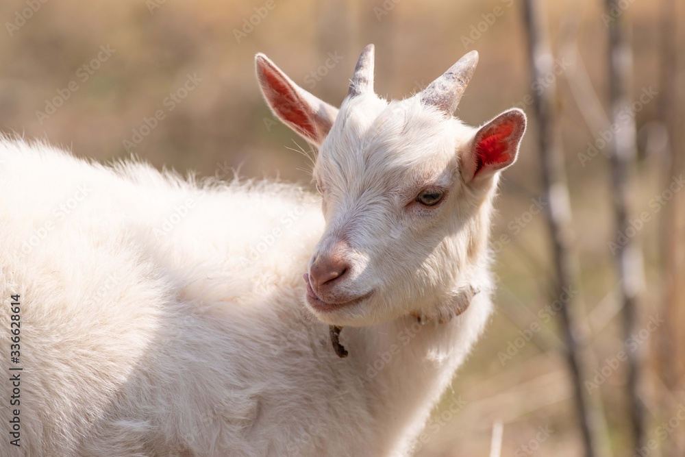 Obraz premium 子ヤギ
