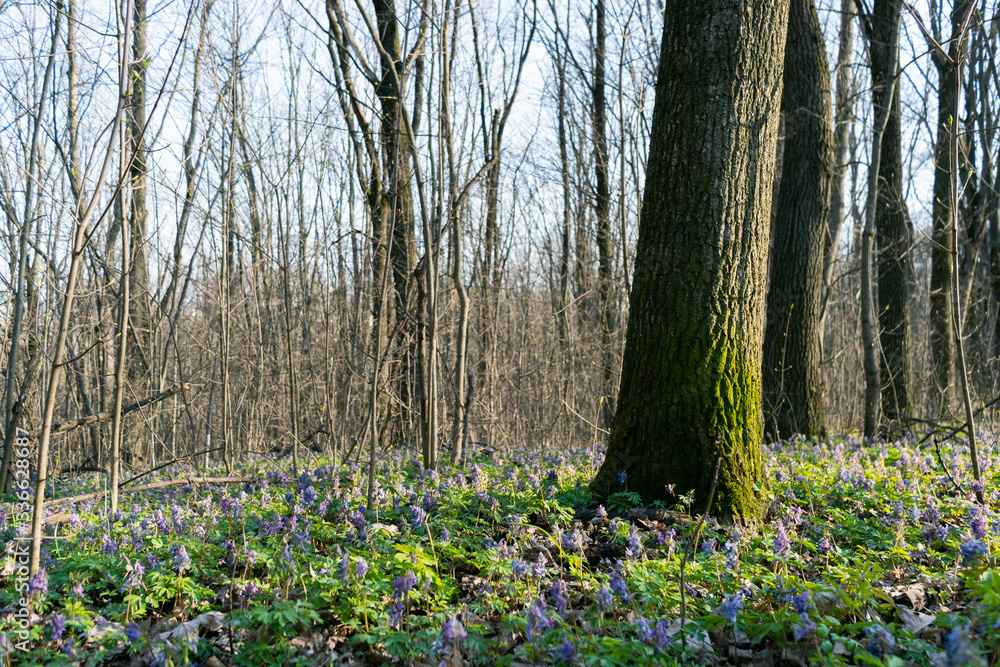 Spring forest. Tree trunk overgrown with moss. Flower meadow in the forest. Signs of spring. Bright landscape. Spring forest. Tree trunk overgrown with moss. Flower meadow in the forest. Signs of spring. Bright landscape.