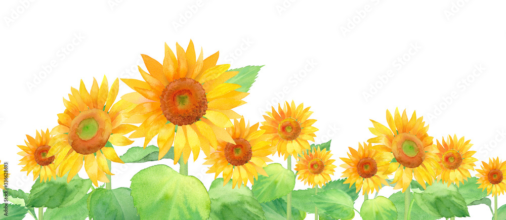 夏の花：ひまわりの水彩イラスト、シームレスパターン