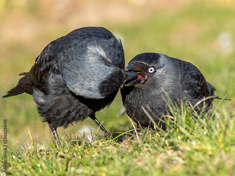 Obraz premium aloty kawek