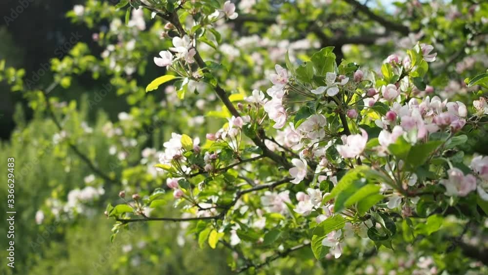 Beautiful blooming white and pink apple flowers (Malus pumila) in homemade garden in HD VIDEO. Illuminated by sunlight. Close-up. ECO and BIO gardening concept. Beautiful blooming white and pink apple flowers (Malus pumila) in homemade garden in HD VIDEO. Illuminated by sunlight. Close-up. ECO and BIO gardening concept.
