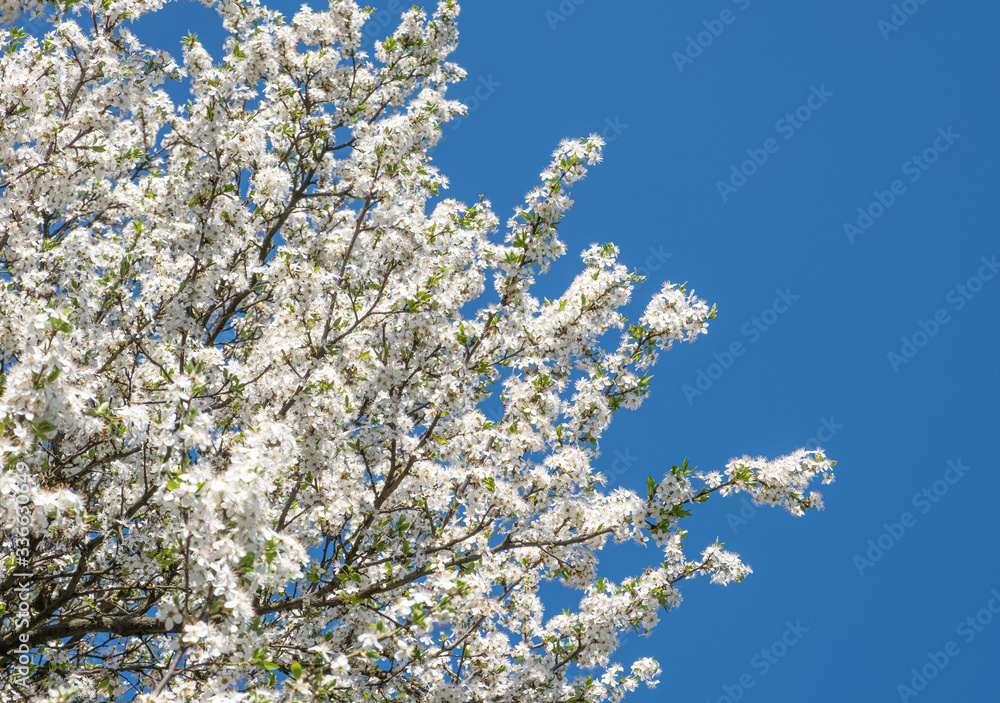 Blossoming white trees on a background of blue sky.