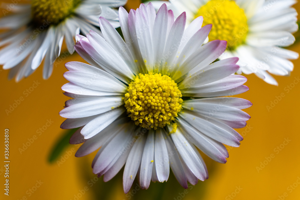 Fototapeta premium Gänseblümchen