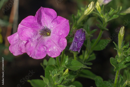 Lilac petunia with dew drops and fly