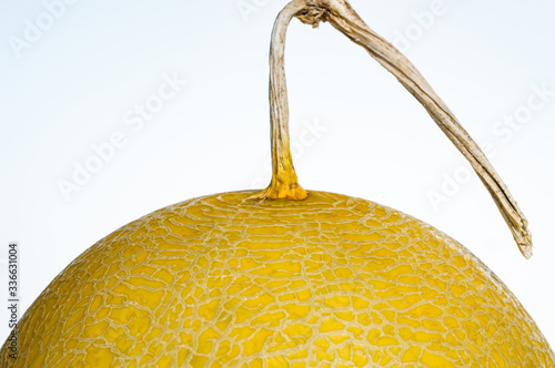 part of golden cantalope on white background in narrow focus and bury some part of surface of it
