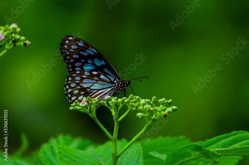 butterfly on a flower © ketan