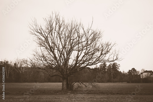 vintage old picture with alone tree at city park