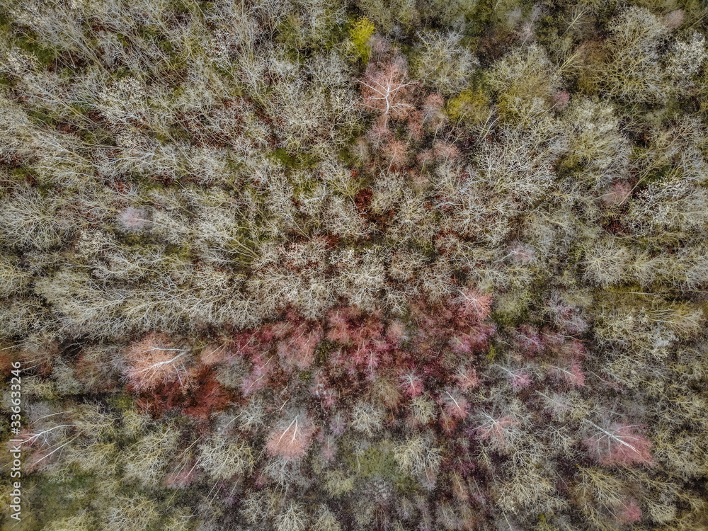 top view of a forest