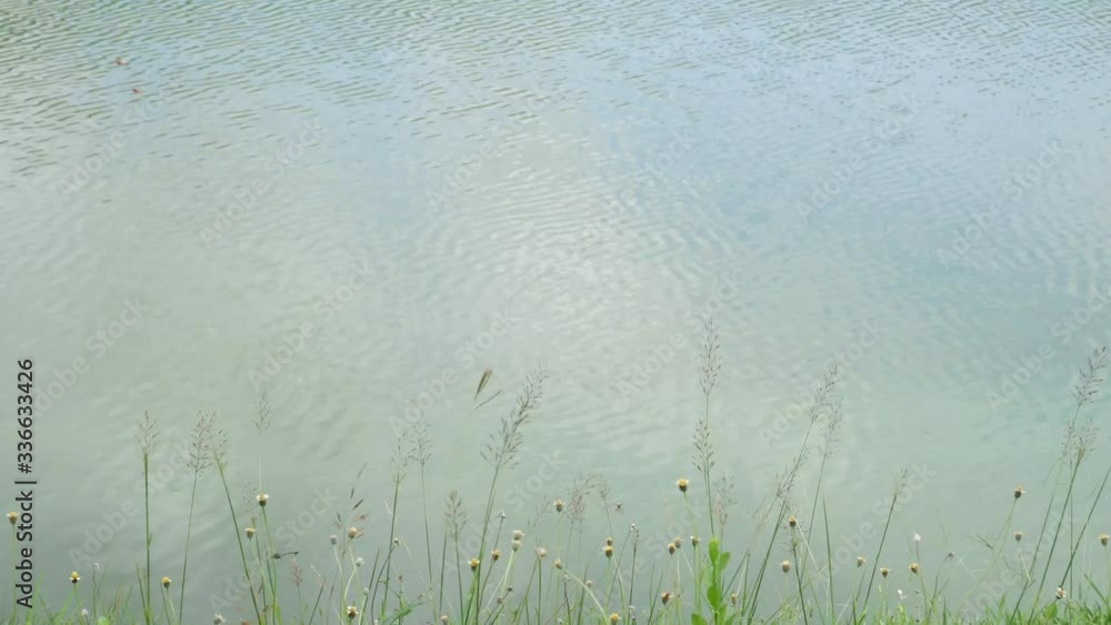 Time lapse video of the flowers of grass blowing by the wind. Dragonflies flew very fast. The surface of water flowing by the wind. Time lapse video of the flowers of grass blowing by the wind. Dragonflies flew very fast. The surface of water flowing by the wind.