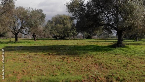 Low Aerial View Flying Through a Peaceful Park With Scattered Trees 