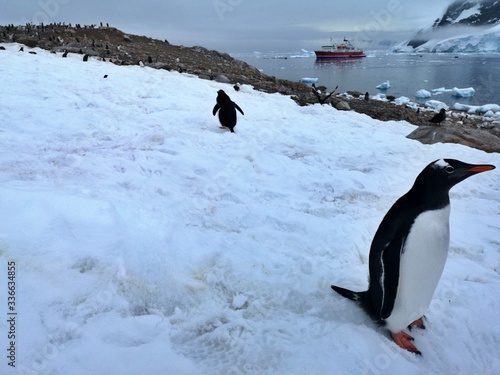 Gentoo Penguins   Neko Harbour   Antarctica 