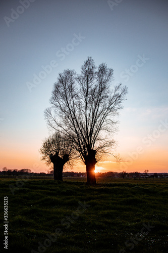 lonely tree at sunset