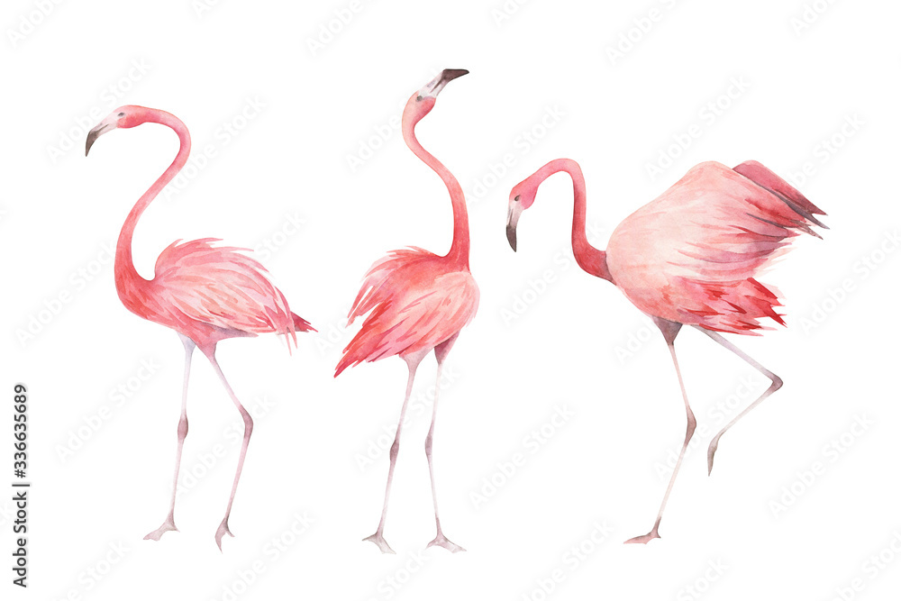 Obraz premium Watercolor flamingos set. Hand drawn birds isolated on white background.