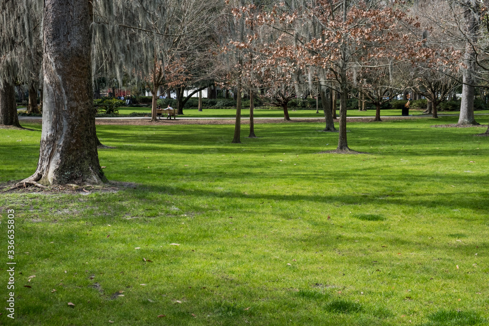 Green spring park with fresh grass, trees, palms. Beautiful nature background Green spring park with fresh grass, trees, palms. Beautiful nature background
