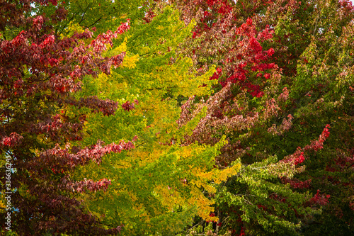 Herbst in Kanada, Rocky Mountains