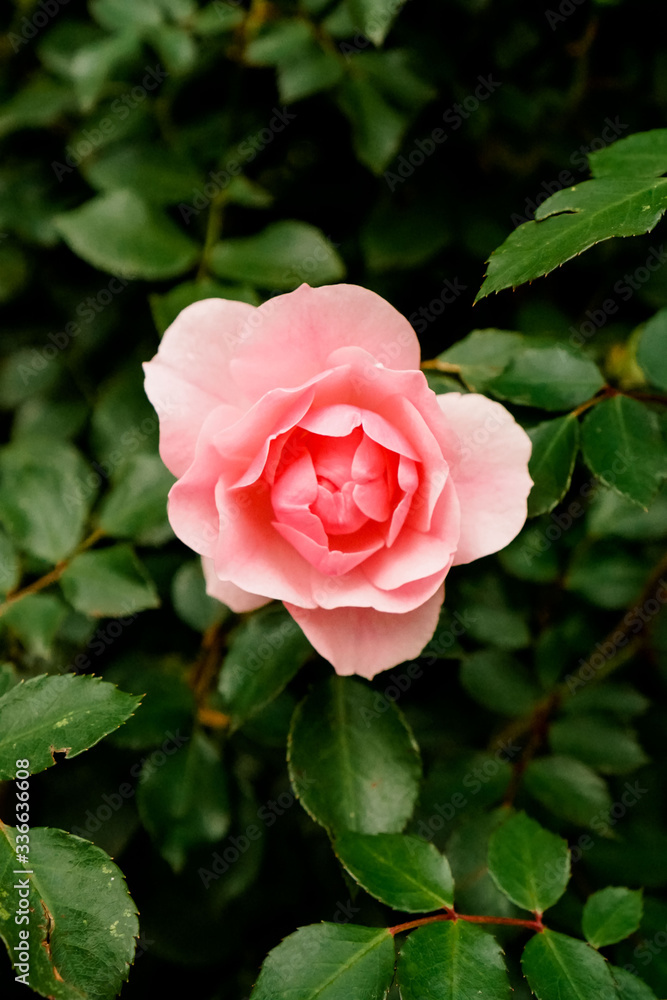 pink blooming rose in the garden in summer pink blooming rose in the garden in summer