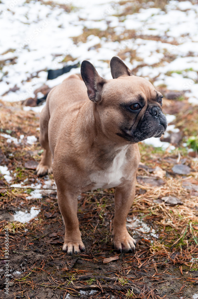 Red-haired French bulldog on winter walk