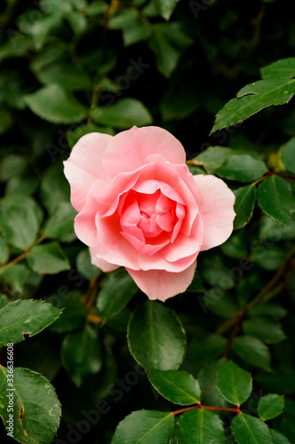 pink blooming rose in the garden in summer