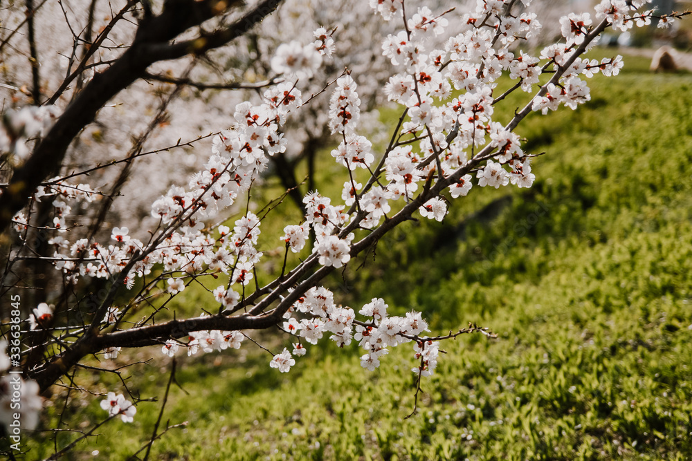 Blooming apricot tree in spring time, white branch on the background of green grass Blooming apricot tree in spring time, white branch on the background of green grass