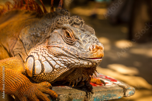 Iguana standing on a rock