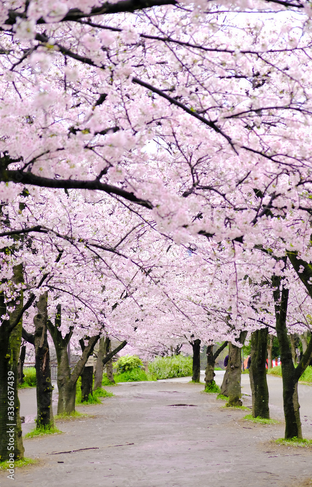 Soft pink Sakura Cherry blossoming alley.Beautiful scenic park with rows of blooming cherry sakura trees in spring ,Osaka ,Japan Soft pink Sakura Cherry blossoming alley.Beautiful scenic park with rows of blooming cherry sakura trees in spring ,Osaka ,Japan