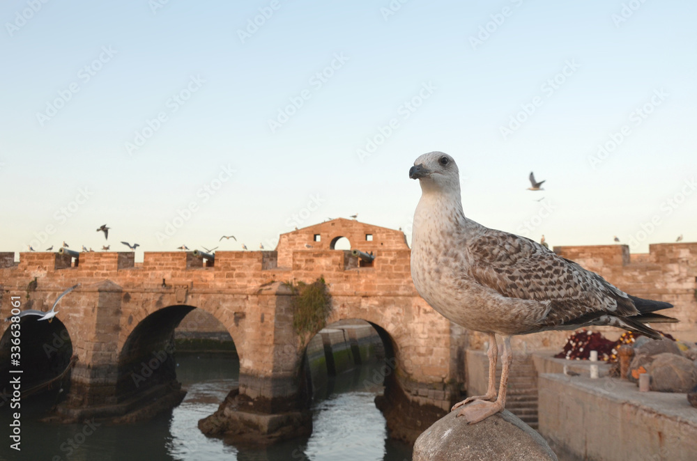 Essaouira is a port city and resort on Morocco’s Atlantic coast. Its medina (old town) is protected by 18th-century seafront ramparts called the Skala de la Kasbah, which were designed by European eng Essaouira is a port city and resort on Morocco’s Atlantic coast. Its medina (old town) is protected by 18th-century seafront ramparts called the Skala de la Kasbah, which were designed by European eng