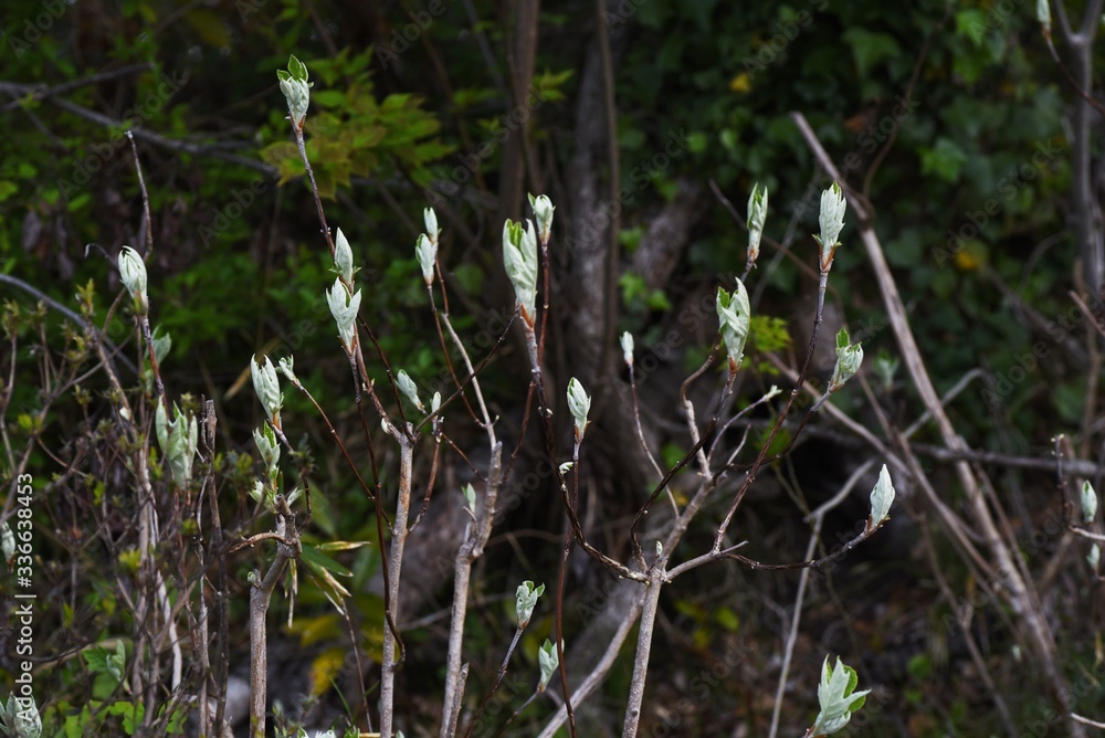 Obraz premium Hydrangea quercifolia (Oakleaf hydrangea) / Hydrangeaceae deciduous shrub.