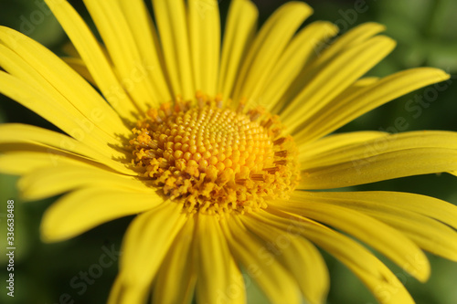Extreme close up image of the beautiful yellow flower of Doronicum orientale  Magnificum . A popular spring flowering garden plant.