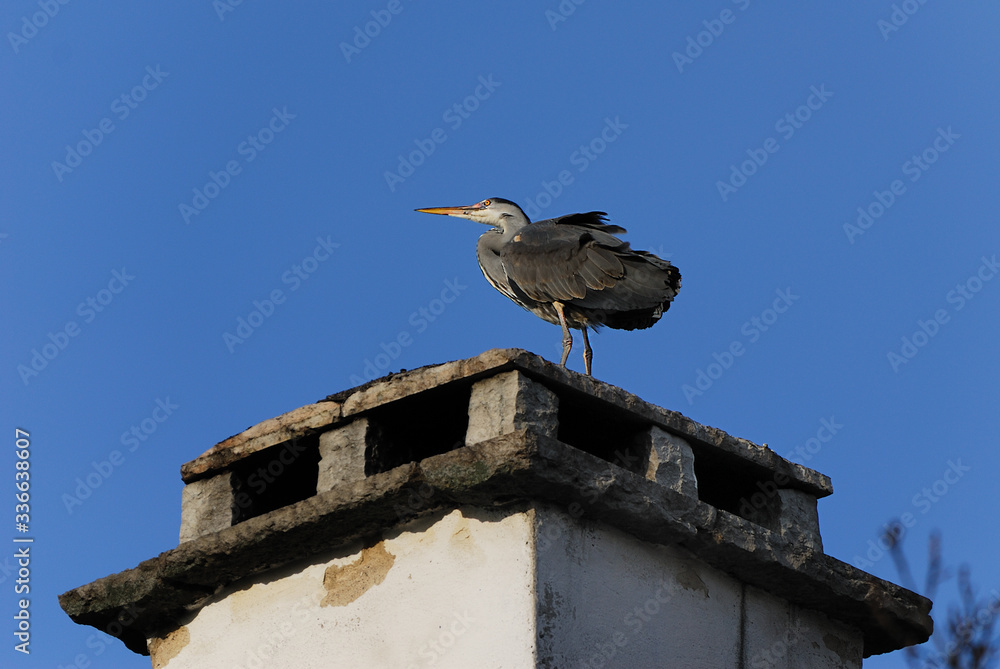 The grey heron (Ardea cinerea) is a long-legged predatory wading bird of the heron family, Ardeidae, native throughout temperate Europe and Asia and also parts of Africa. The grey heron (Ardea cinerea) is a long-legged predatory wading bird of the heron family, Ardeidae, native throughout temperate Europe and Asia and also parts of Africa.