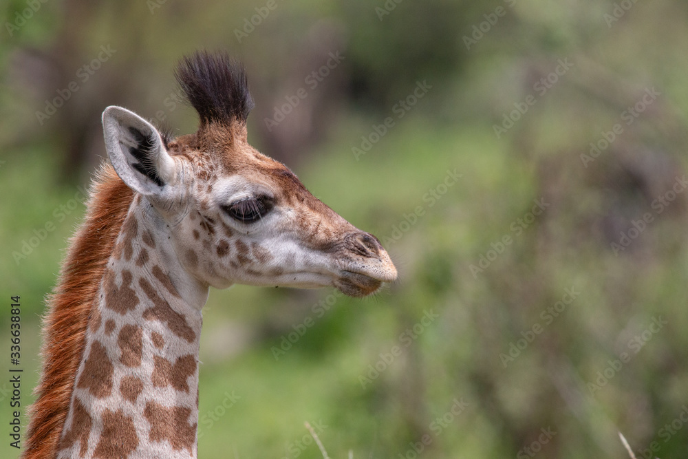 Obraz premium Giraffe, Jungtier