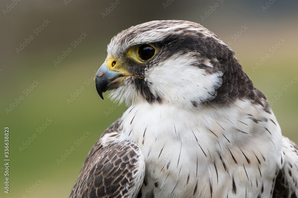 The peregrine falcon (Falco peregrinus), also known as the peregrine, and historically as the duck hawk in North America, is a widespread bird of prey (raptor) in the family Falconidae. The peregrine falcon (Falco peregrinus), also known as the peregrine, and historically as the duck hawk in North America, is a widespread bird of prey (raptor) in the family Falconidae.