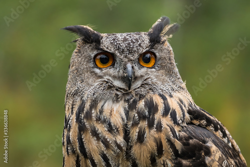 The Eurasian eagle-owl (Bubo bubo) is a species of eagle-owl that resides in much of Eurasia.