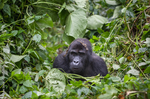 Gorilla in wilderness national park Democratic Republic of Congo green forest © Katya Tsvetkova 