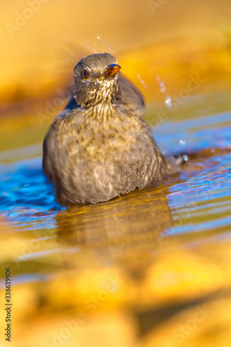 Blackbird, Turdus merula, Forest Pond, Castile Leon, Spain, Europe photo