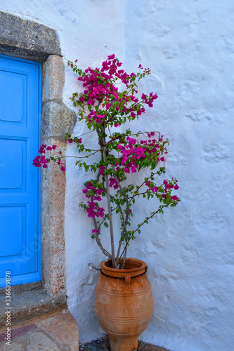 Detail of a Greek house on the island of Patmos in Greece.  Shard vase with fuchsia Bouganville on white background and blue door. © Eleanor Russell