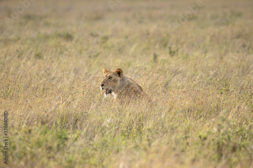 Löwin im hohen Gras, Serengeti