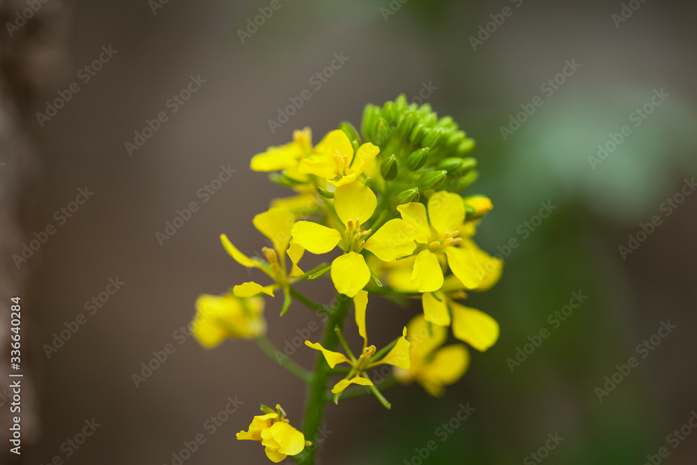 Fototapeta premium macro yellow spring flower