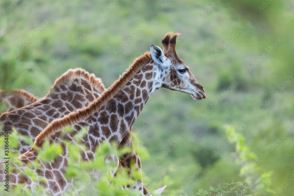 Fototapeta premium baby giraffe in the wild savannah